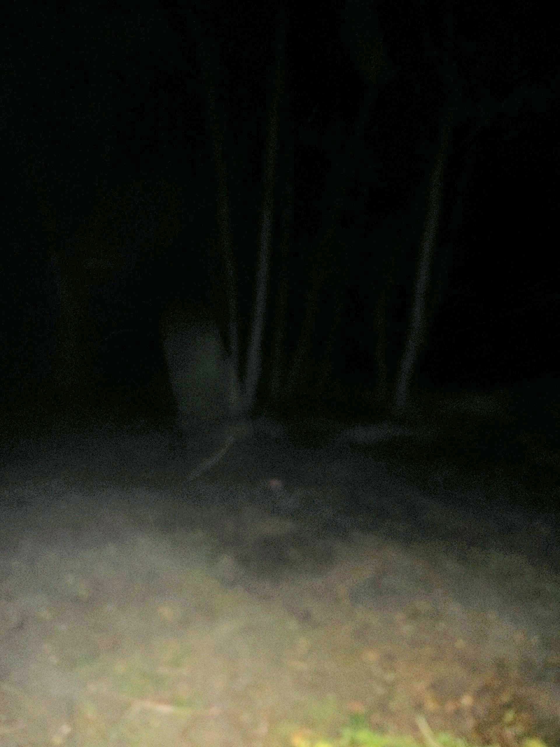 “The Grove” – Gettysburg PA